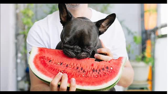 Which fruit is bad for dogs?