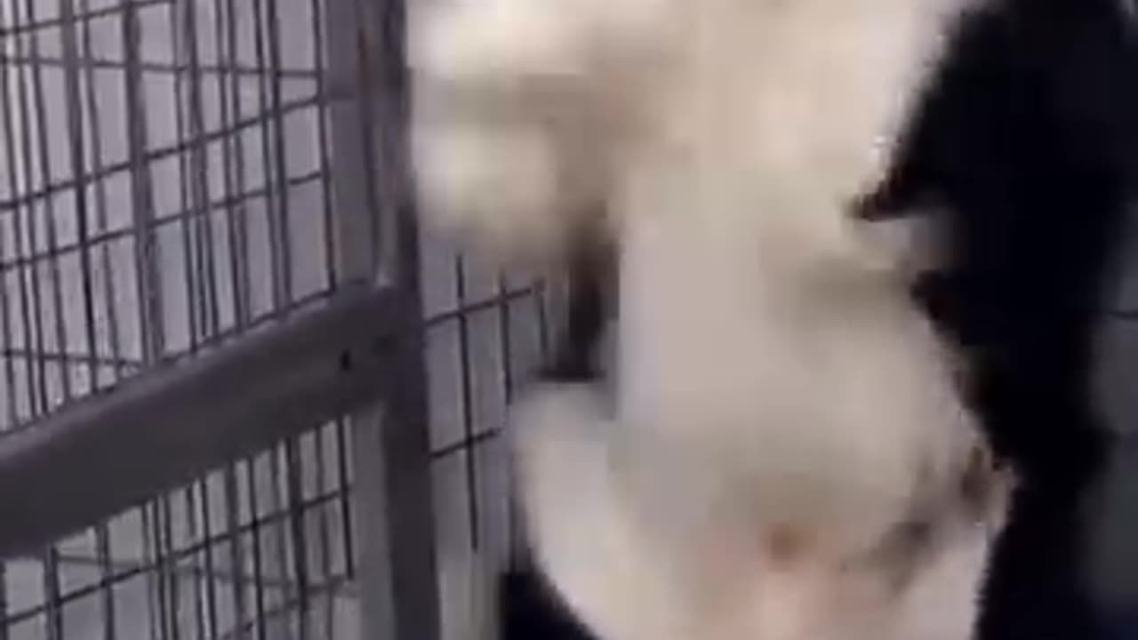 Funny dog makes you laugh