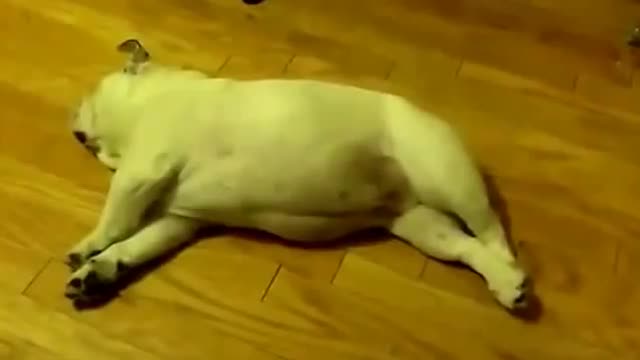 a rolling dog funny