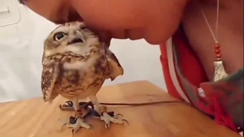 Smol Owl smiles getting love 🦉