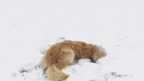 Golden retriever rolls around in the snow