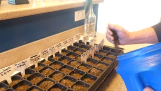 HOMESTEAD GARDEN (Tomato starts)