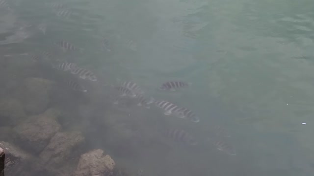 Sheepshead swimming around the dock