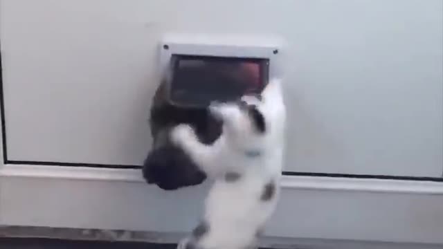 Kitten Won’t Let Dog Through Door | The Dodo