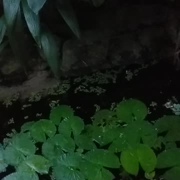 19.8.2024 From the Pond...