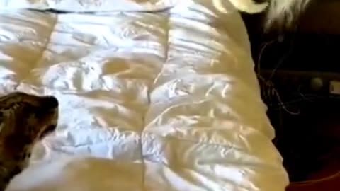 Most funny video