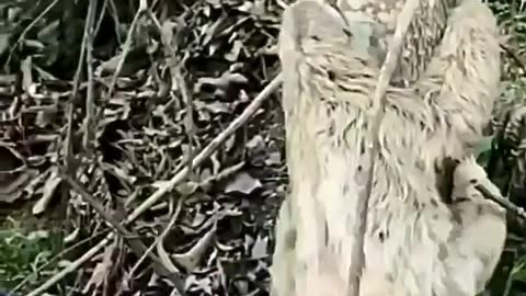 The incredible moment a sloth seem smiles and waves back at the man who rescued it from the road
