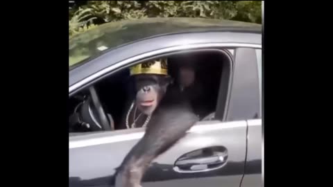 Try to laugh hard compilation
