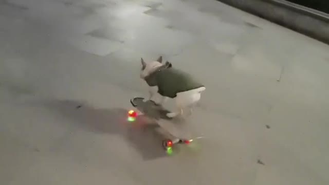 SkateDog 16