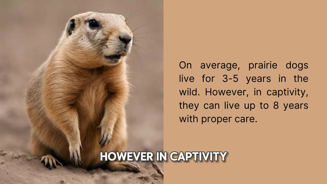 Mind-Blowing Facts About Prairie Dogs You Never Knew!