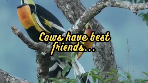 Animal Facts Cow Friendships #shorts