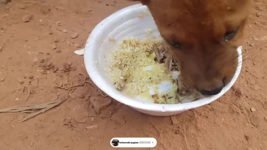 puppy eat and fighting