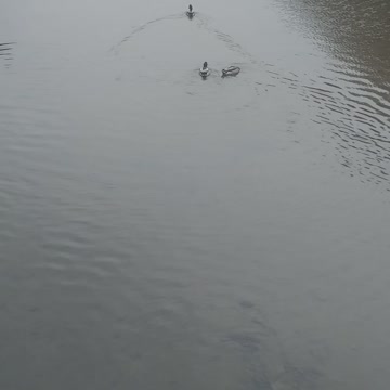ducks on the river 2