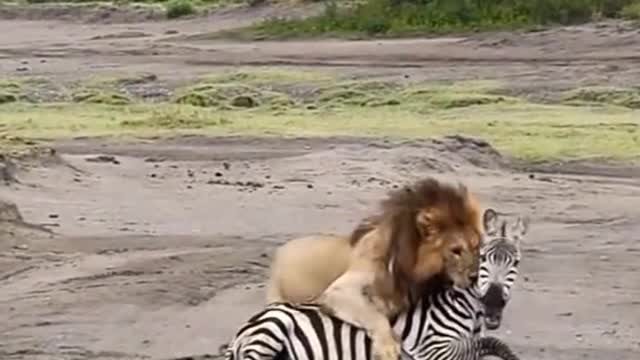 Wildlife struggle for existence.