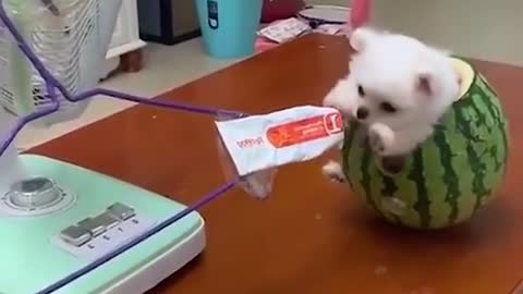 Cute dog eating Watermelon