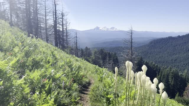 Descending Purple Flower Laden Mountainside with Alpine Views – Crescent Mountain – 4K