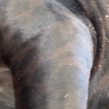 Did you know black Jaguars have spots too?