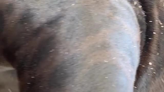 Did you know black Jaguars have spots too?