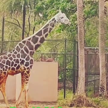 tumhari bibi tumhara libaas hai, #subhanallah #ytshorts #nehruzoologicalpark #cute #ziraf #zoo