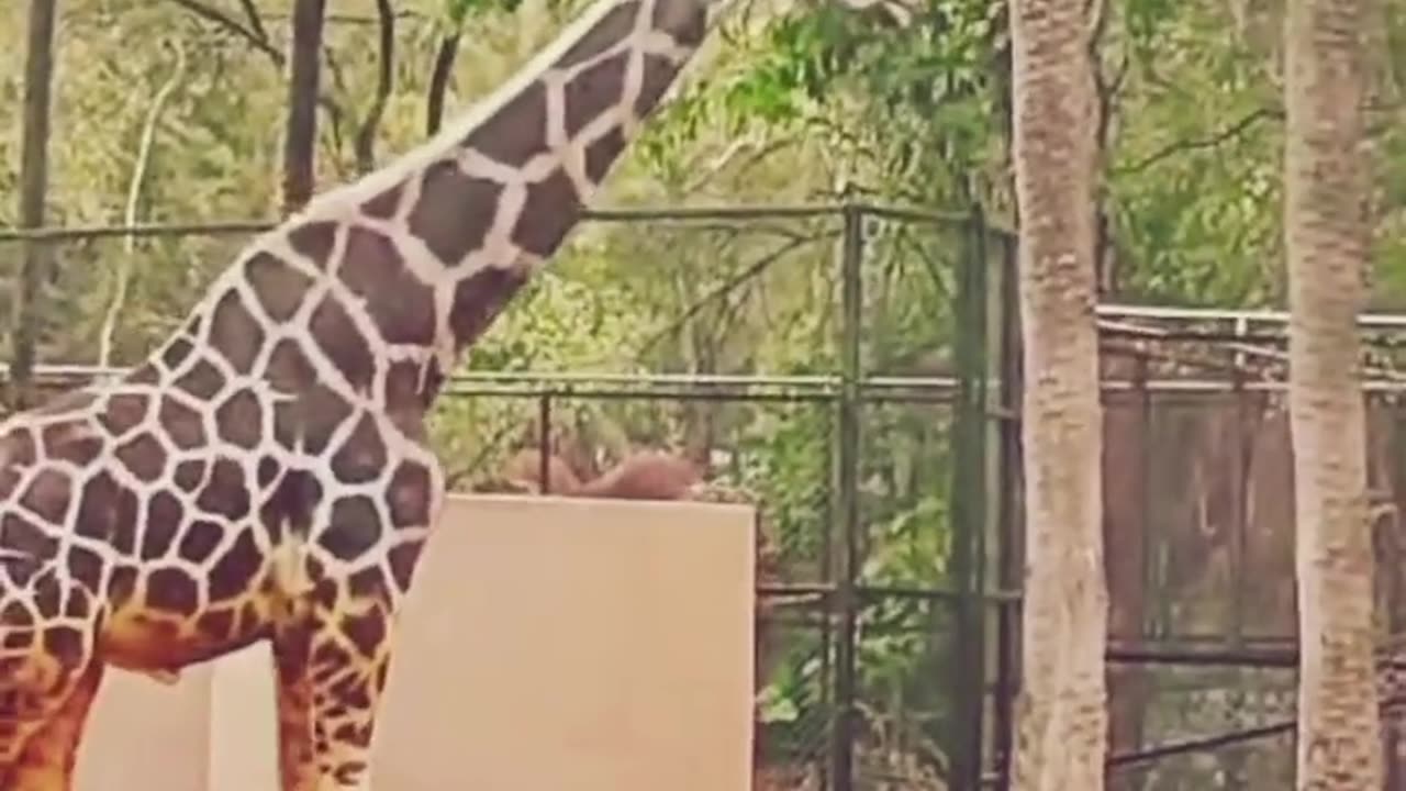 tumhari bibi tumhara libaas hai, #subhanallah #ytshorts #nehruzoologicalpark #cute #ziraf #zoo