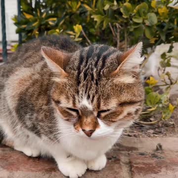 My Cat Was Very Angry | Angry Moment Cat