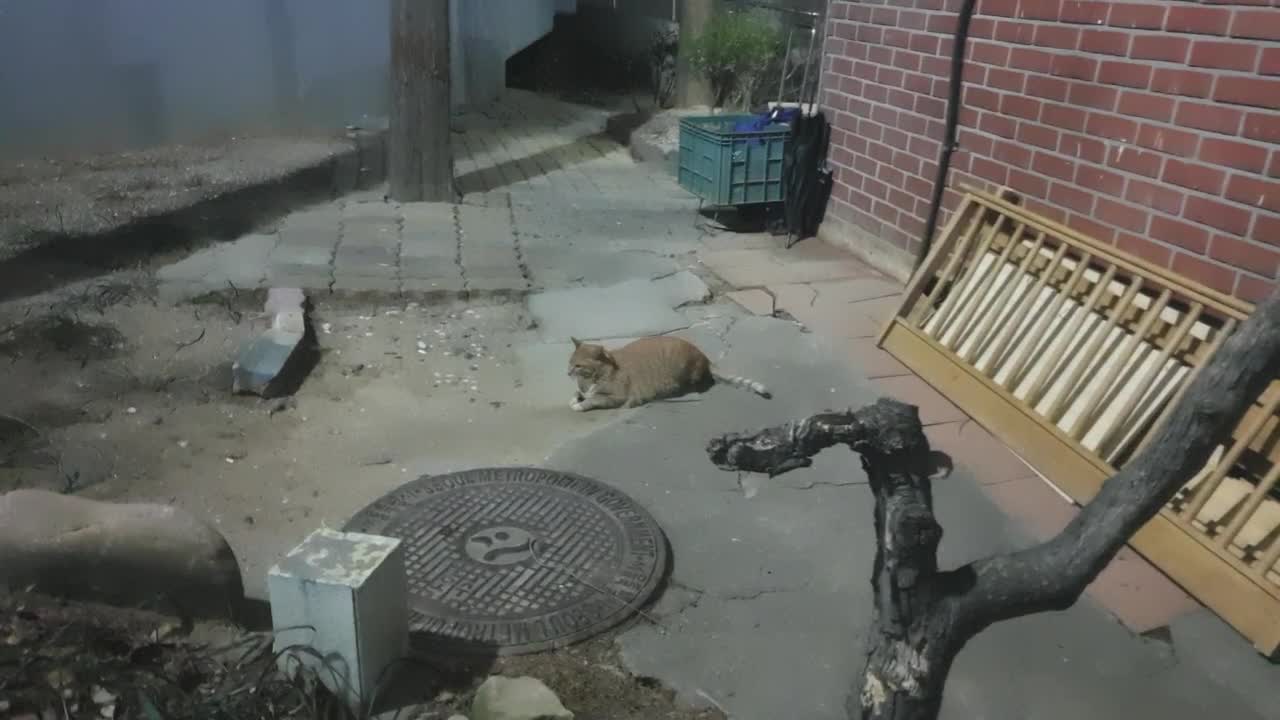 scratch the tree of a cute street cat