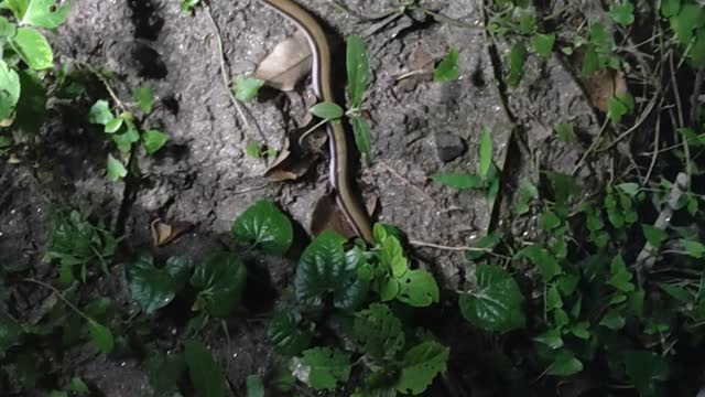 Snake! Spoted a beautiful snake on village
