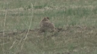 Mongolian marmot (Marmota sibirica)旱獺