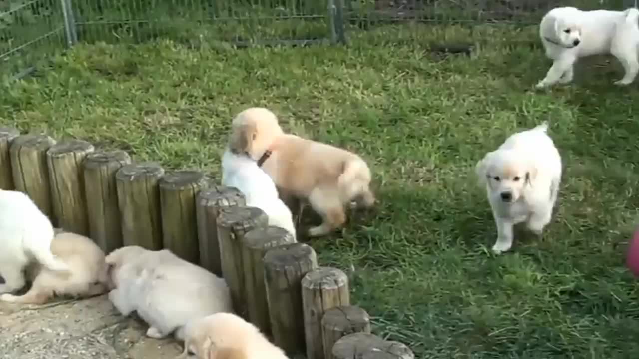 Funny puppies video in 2022