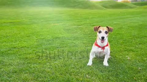 Dog video funny dog video