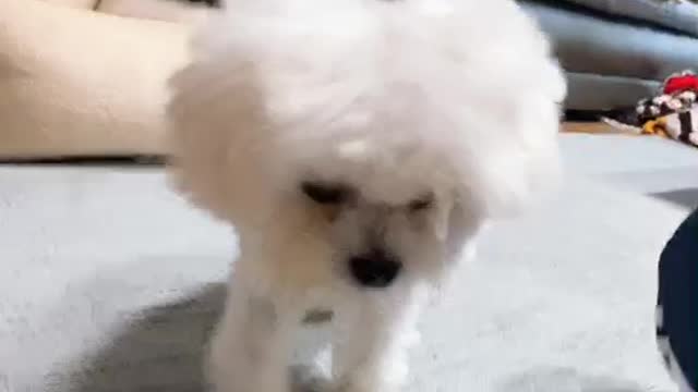 Puppy Jenny's so cute video (3)