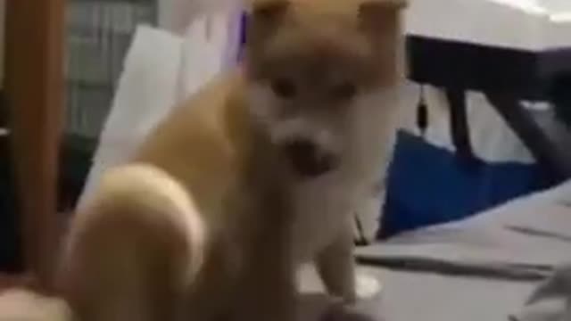 The best compilation dog