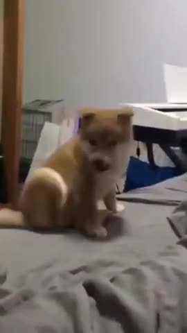 The best compilation dog