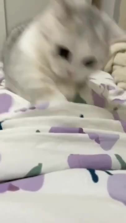 .cute and funny cat shorts❤🤣#shorts #cat #cutecat