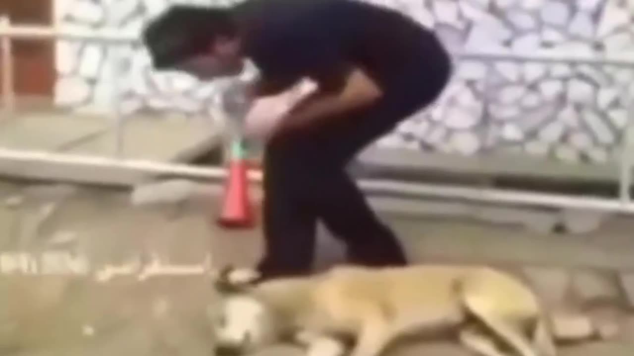 The best dog animals full funy videos