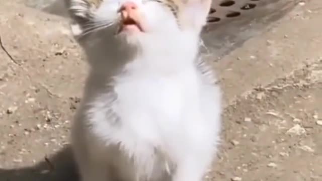 funny cats