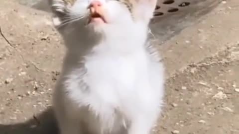 funny cats