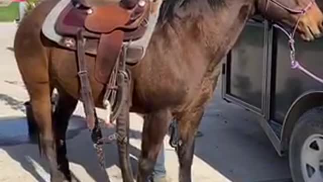 How To Take Care Of A Horse