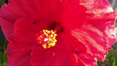 123C Book Cover Suggestion/Flowers/Gardeners #nature #naturepictures #flowers #book