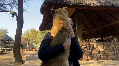 Lion Cub Greets Volunteer