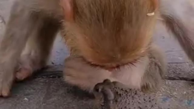 OMG: This monkey proved humanity helping out Frog to regain freedom cute animals trendin