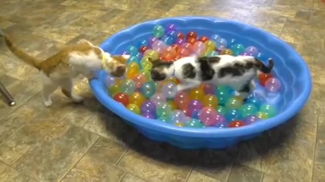 Cute Kittens Play in Ball Pit