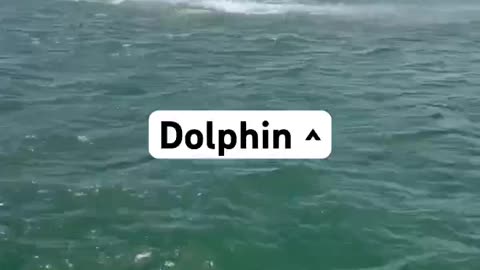 Dolphin Jump