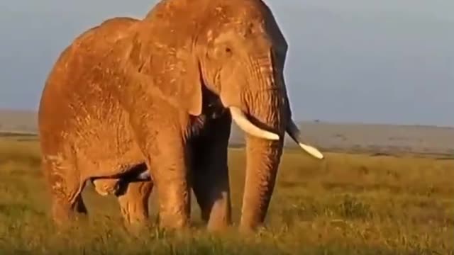 Like a king, the momentum of the absolute king of the wind
