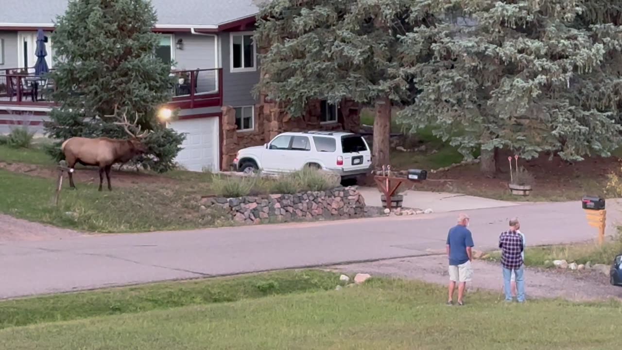 Massive Elk Charges At Passing SUV