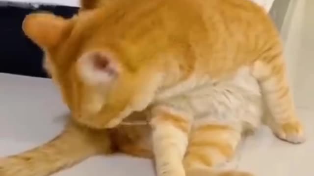 Cat 😺 funny video 😹