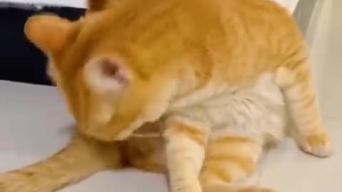 Cat 😺 funny video 😹