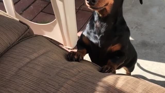 Brown dog steals corndog from owner and runs with it