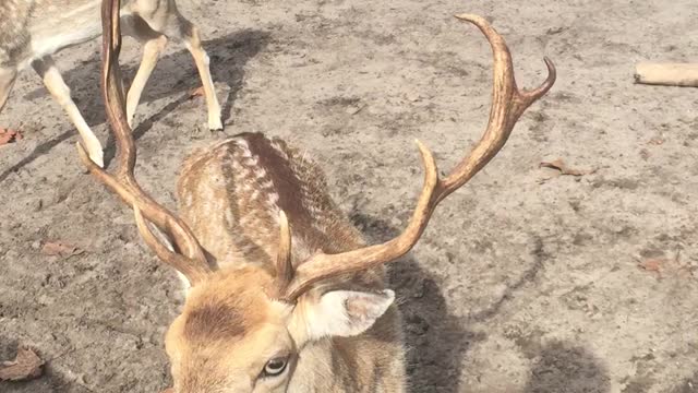 The Running Bird Ranch - Jeff Mann in Florida