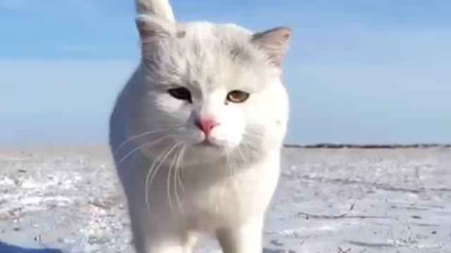 the cat runs amidst a beautiful kiss